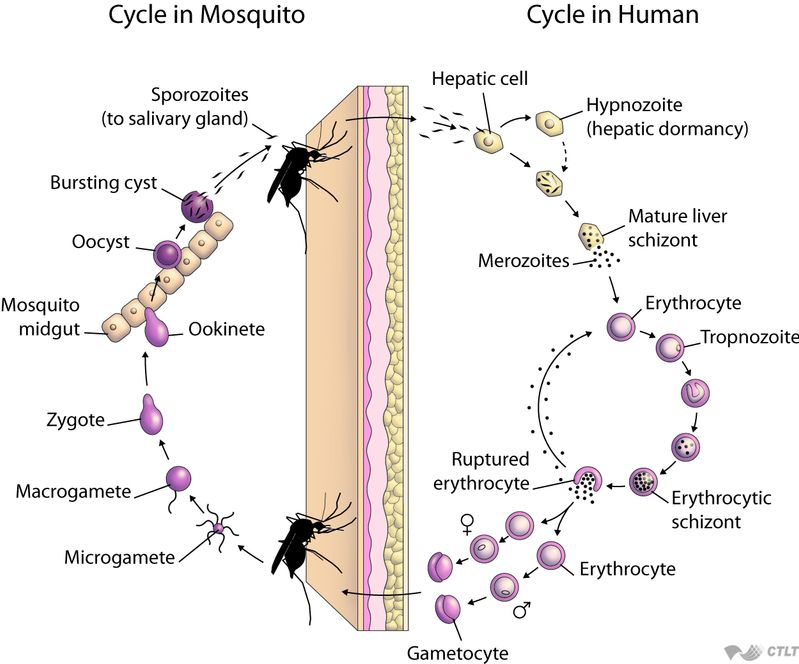 A malária parazita szaporodása, Plasmodium malária életciklus-diagram
